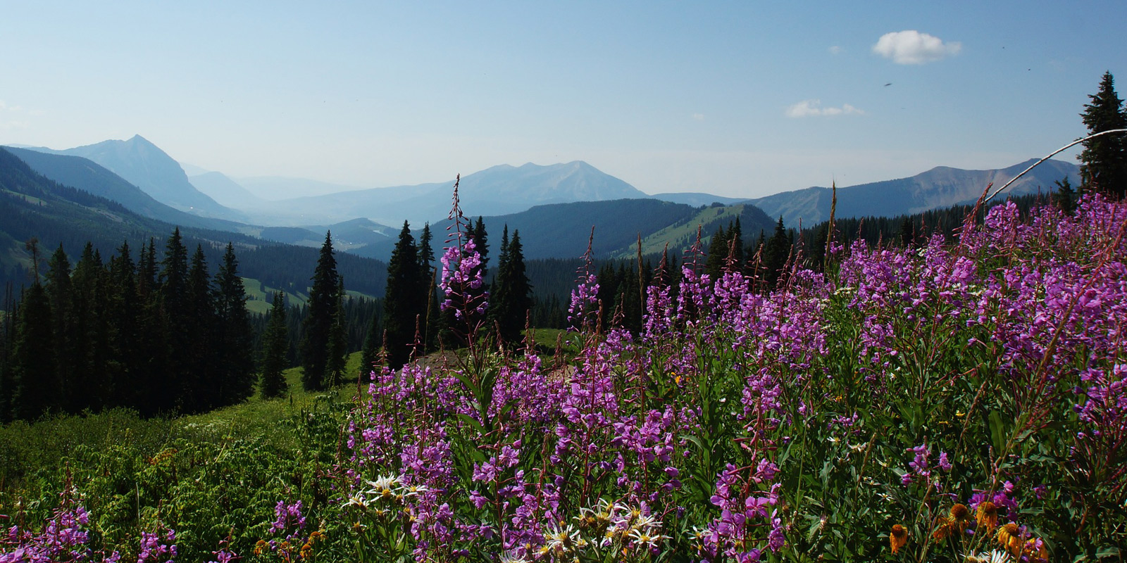 Field with wildflowers